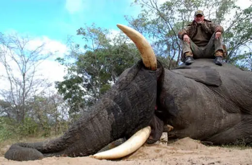 AfricaSafariJune2006213 — Africa Dangerous Game Hunts at Gunners Taxidermy