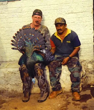 Harry Whitehead Ocellated — Ocellated Turkey Hunts at Gunners Taxidermy