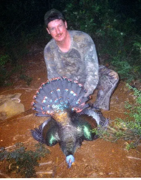 HW Oscellated Big Bird — Ocellated Turkey Hunts at Gunners Taxidermy