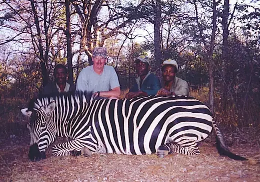 HW Zebra Zim — Africa Plains Game Hunts at Gunners Taxidermy