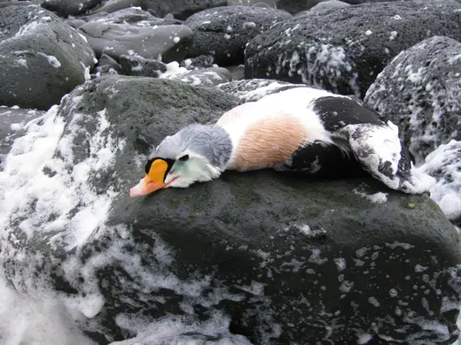 Alaska Sea Duck Hunts — photograph from the Gunners Taxidermy gallery