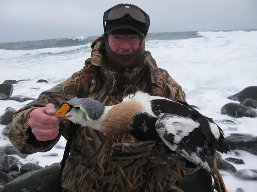 Alaska Sea Duck Hunts — photograph from the Gunners Taxidermy gallery
