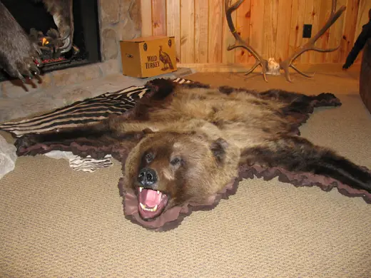 Big Game Taxidermy — photograph from the Gunners Taxidermy gallery