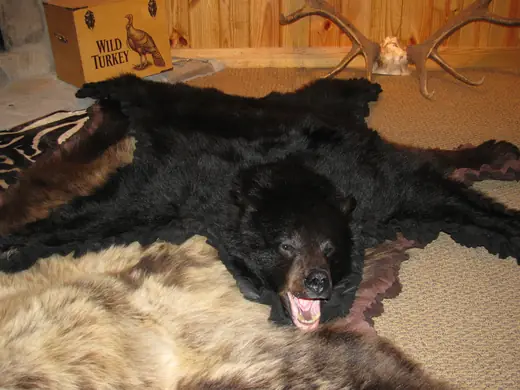 Big Game Taxidermy — photograph from the Gunners Taxidermy gallery