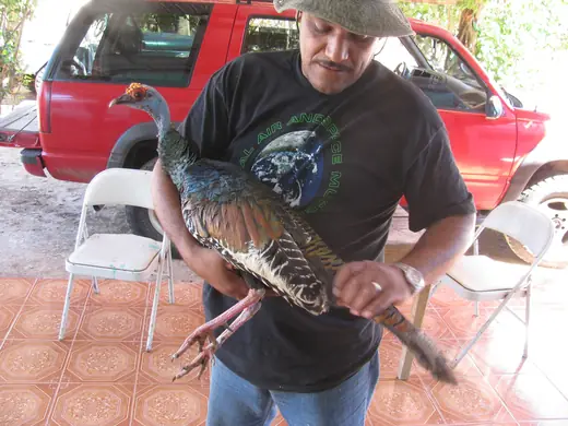 Ocellated Turkey Hunts — photograph from the Gunners Taxidermy gallery