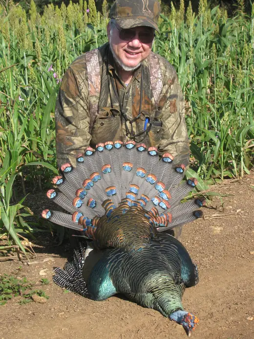 Ocellated Turkey Hunts — photograph from the Gunners Taxidermy gallery