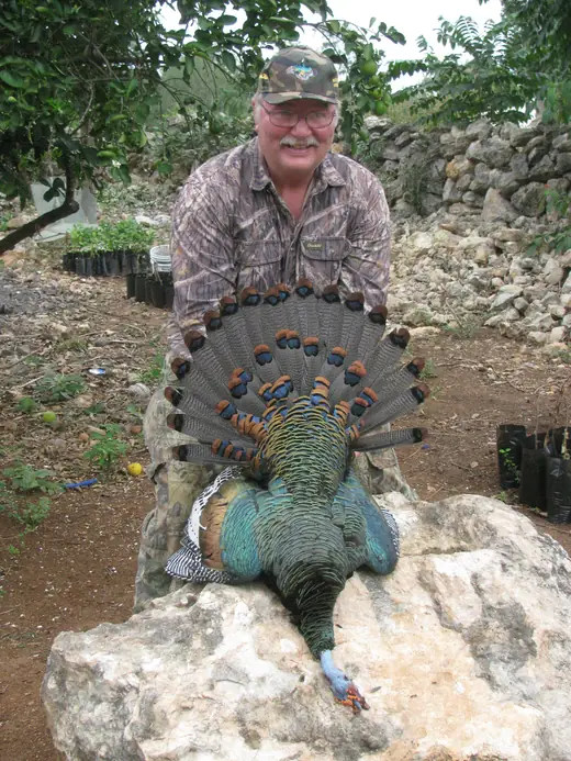 Ocellated Turkey Hunts — photograph from the Gunners Taxidermy gallery