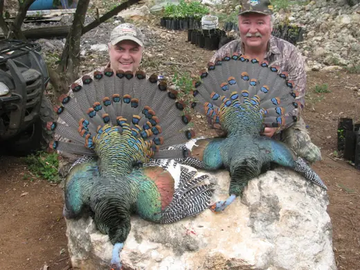 Ocellated Turkey Hunts — photograph from the Gunners Taxidermy gallery