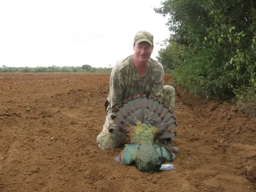 Ocellated Turkey Hunts — photograph from the Gunners Taxidermy gallery