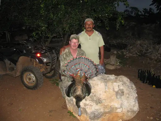 Ocellated Turkey Hunts — photograph from the Gunners Taxidermy gallery
