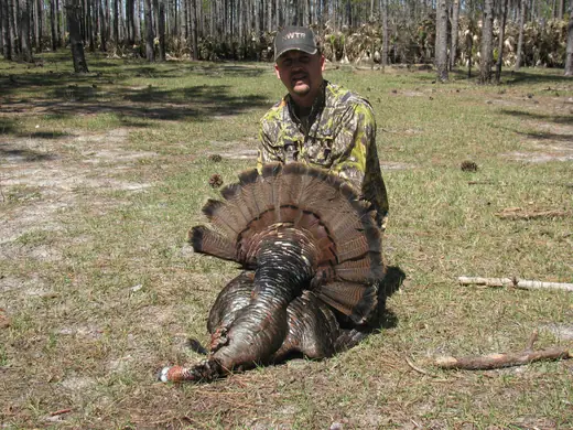 Osceola Turkey Hunts — photograph from the Gunners Taxidermy gallery