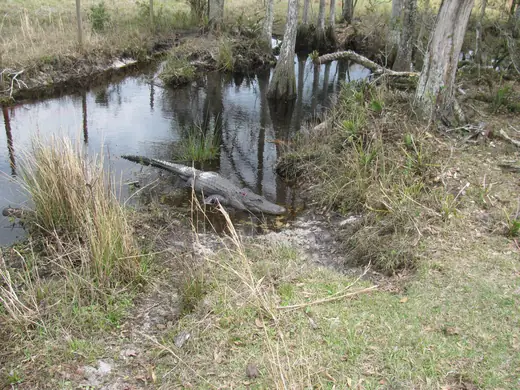 Florida Gator Hunts — photograph from the Gunners Taxidermy gallery