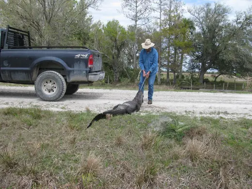 Florida Gator Hunts — photograph from the Gunners Taxidermy gallery