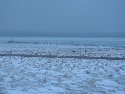 Alaska Sea Duck Hunts — photograph from the Gunners Taxidermy gallery