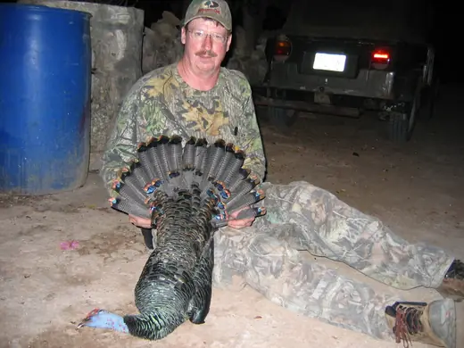 Ocellated Turkey Hunts — photograph from the Gunners Taxidermy gallery