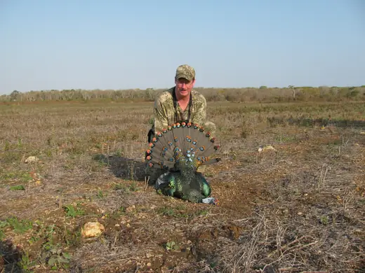 Ocellated Turkey Hunts — photograph from the Gunners Taxidermy gallery