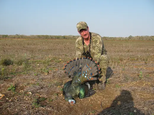 Ocellated Turkey Hunts — photograph from the Gunners Taxidermy gallery