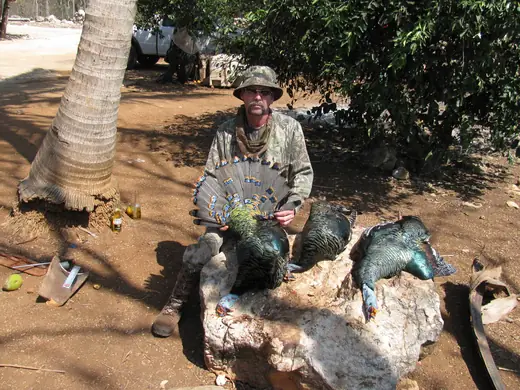Ocellated Turkey Hunts — photograph from the Gunners Taxidermy gallery