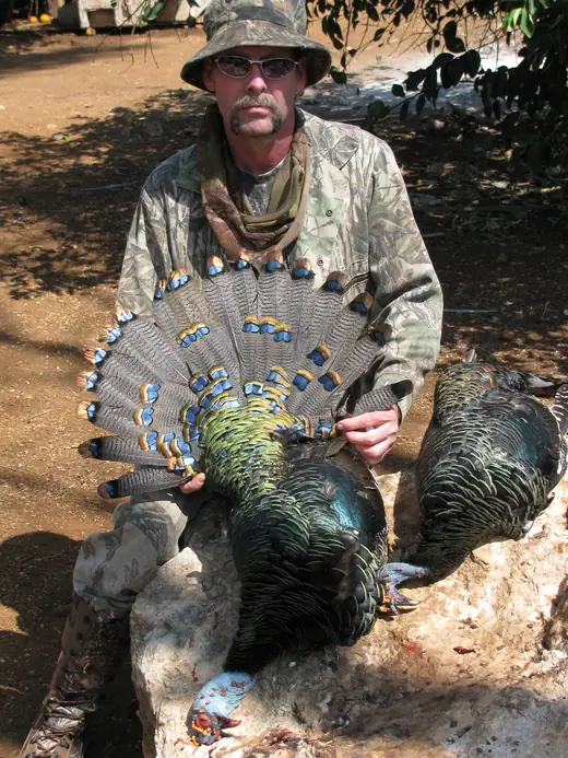 Ocellated Turkey Hunts — photograph from the Gunners Taxidermy gallery