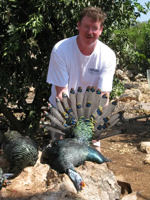 Ocellated Turkey Hunts — photograph from the Gunners Taxidermy gallery