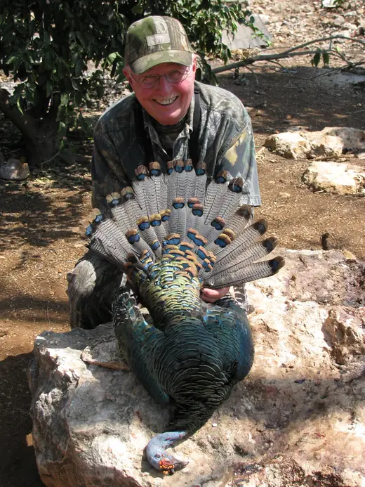 Ocellated Turkey Hunts — photograph from the Gunners Taxidermy gallery
