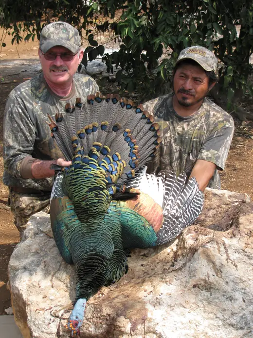 Ocellated Turkey Hunts — photograph from the Gunners Taxidermy gallery