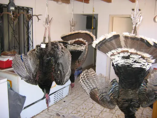 Gould's Turkey Hunts — photograph from the Gunners Taxidermy gallery