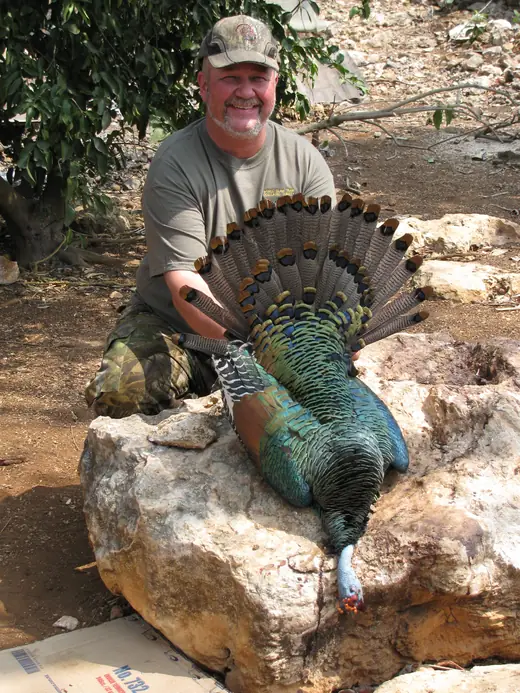 Ocellated Turkey Hunts — photograph from the Gunners Taxidermy gallery
