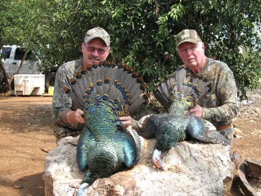 Ocellated Turkey Hunts — photograph from the Gunners Taxidermy gallery