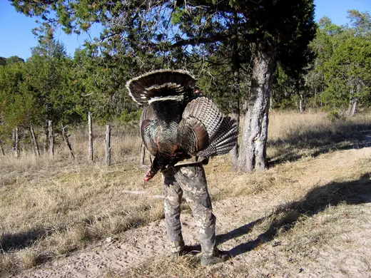 Gould's Turkey Hunts — photograph from the Gunners Taxidermy gallery