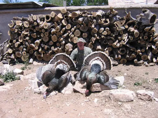 Gould's Turkey Hunts — photograph from the Gunners Taxidermy gallery