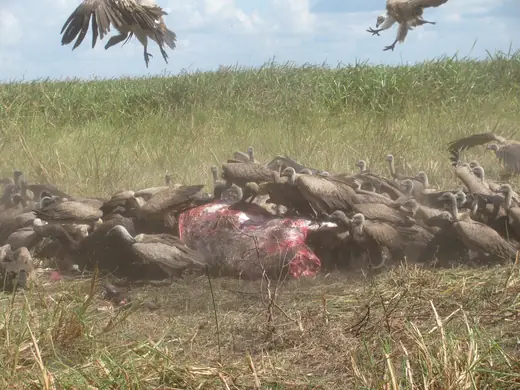 Africa Dangerous Game Hunts — photograph from the Gunners Taxidermy gallery