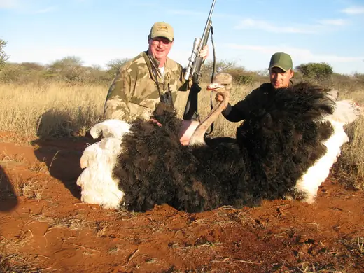 Africa Plains Game Hunts — photograph from the Gunners Taxidermy gallery