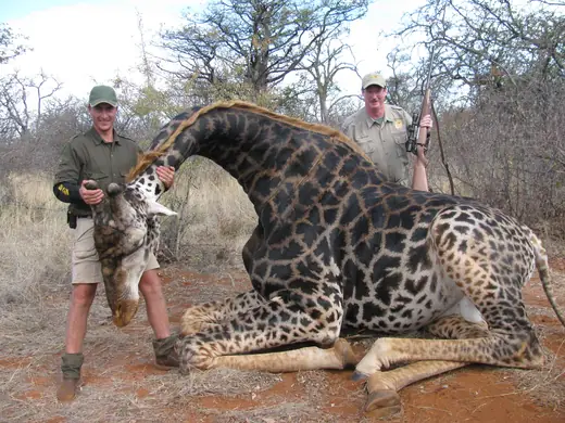 Africa Plains Game Hunts — photograph from the Gunners Taxidermy gallery