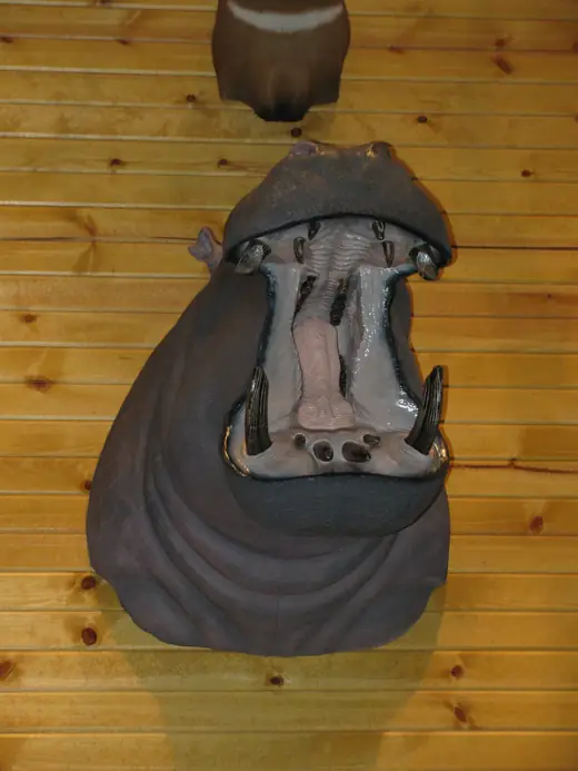 Africa Game Taxidermy — photograph from the Gunners Taxidermy gallery
