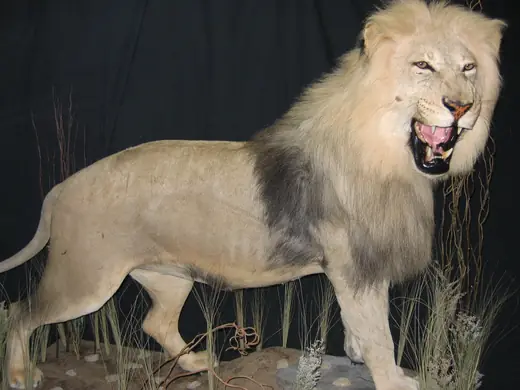 Africa Game Taxidermy — photograph from the Gunners Taxidermy gallery