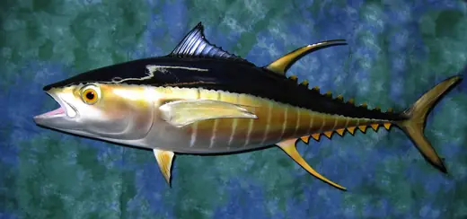 Fish Taxidermy — photograph from the Gunners Taxidermy gallery