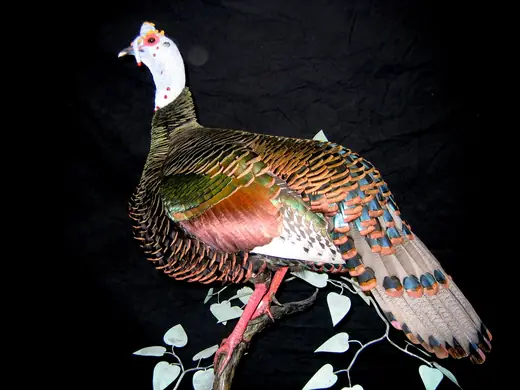 Turkey Taxidermy — photograph from the Gunners Taxidermy gallery
