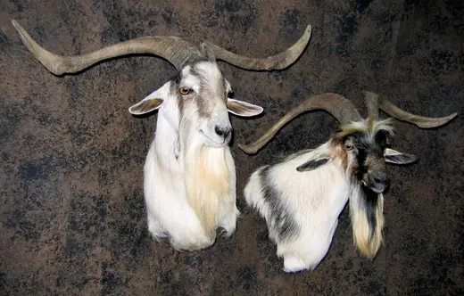 Gamehead Taxidermy — photograph from the Gunners Taxidermy gallery