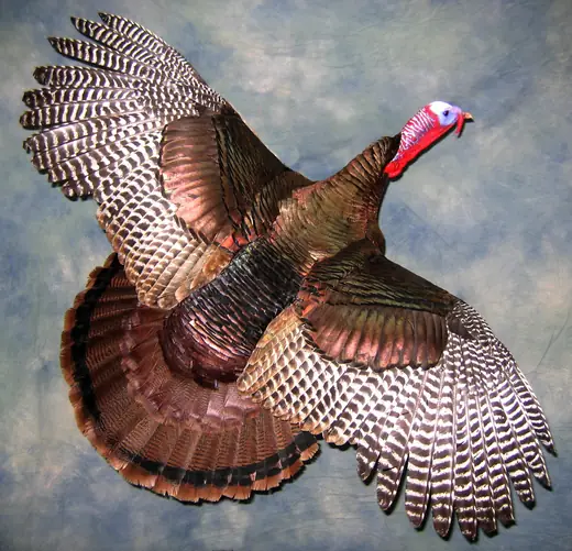 Turkey Taxidermy — photograph from the Gunners Taxidermy gallery