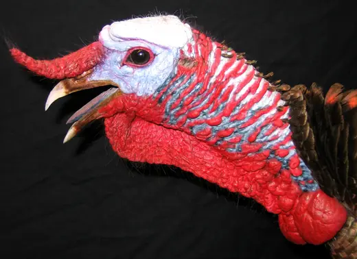 Turkey Taxidermy — photograph from the Gunners Taxidermy gallery