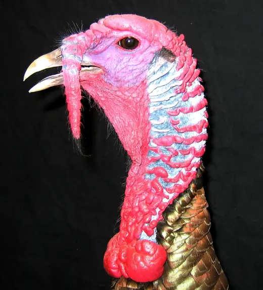 Turkey Taxidermy — photograph from the Gunners Taxidermy gallery