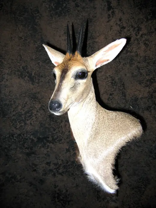 Africa Game Taxidermy — photograph from the Gunners Taxidermy gallery
