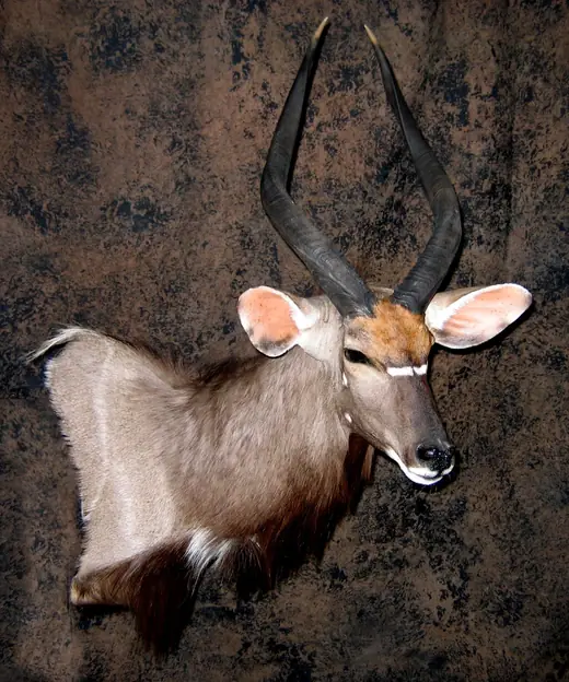 Africa Game Taxidermy — photograph from the Gunners Taxidermy gallery