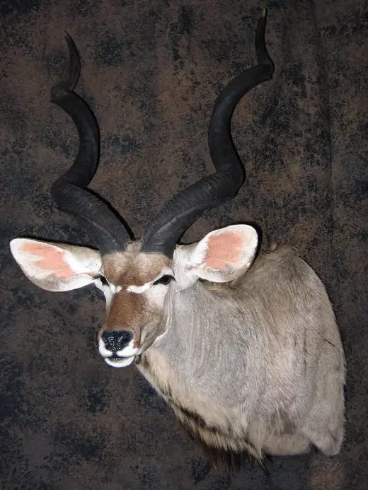 Africa Game Taxidermy — photograph from the Gunners Taxidermy gallery