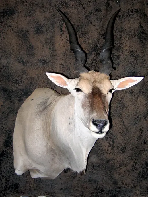 Africa Game Taxidermy — photograph from the Gunners Taxidermy gallery