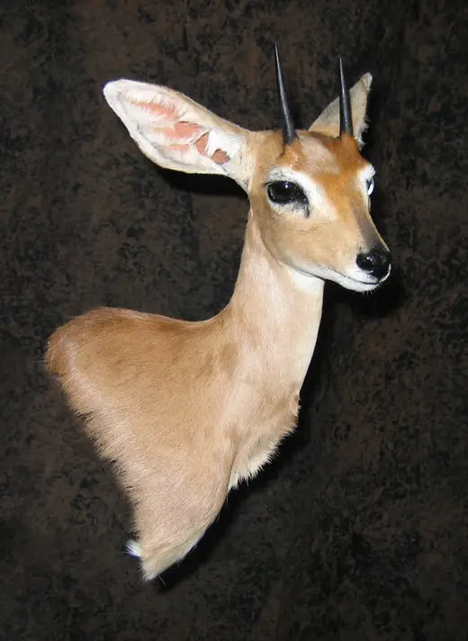 Africa Game Taxidermy — photograph from the Gunners Taxidermy gallery