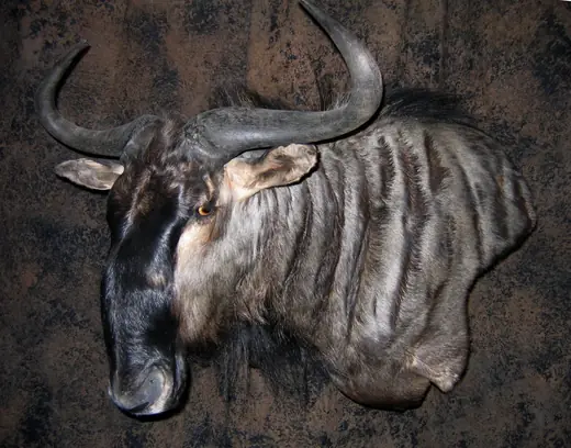 Africa Game Taxidermy — photograph from the Gunners Taxidermy gallery