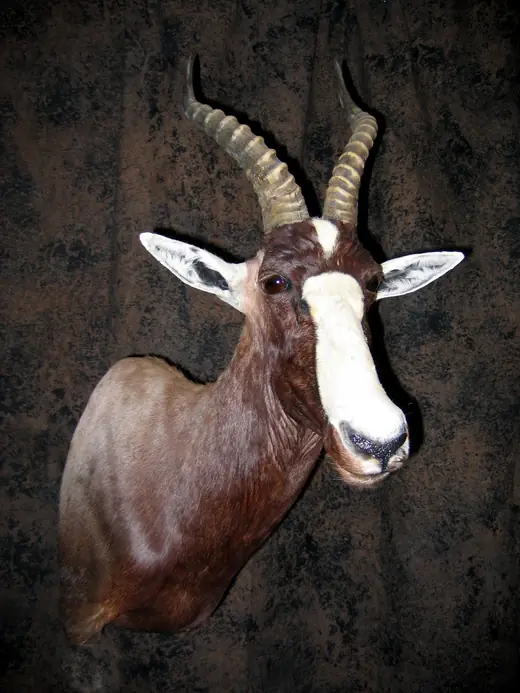 Africa Game Taxidermy — photograph from the Gunners Taxidermy gallery