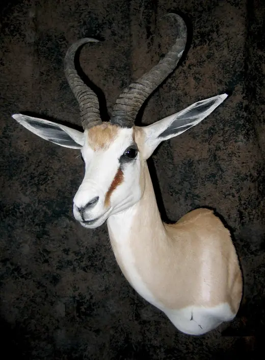 Africa Game Taxidermy — photograph from the Gunners Taxidermy gallery
